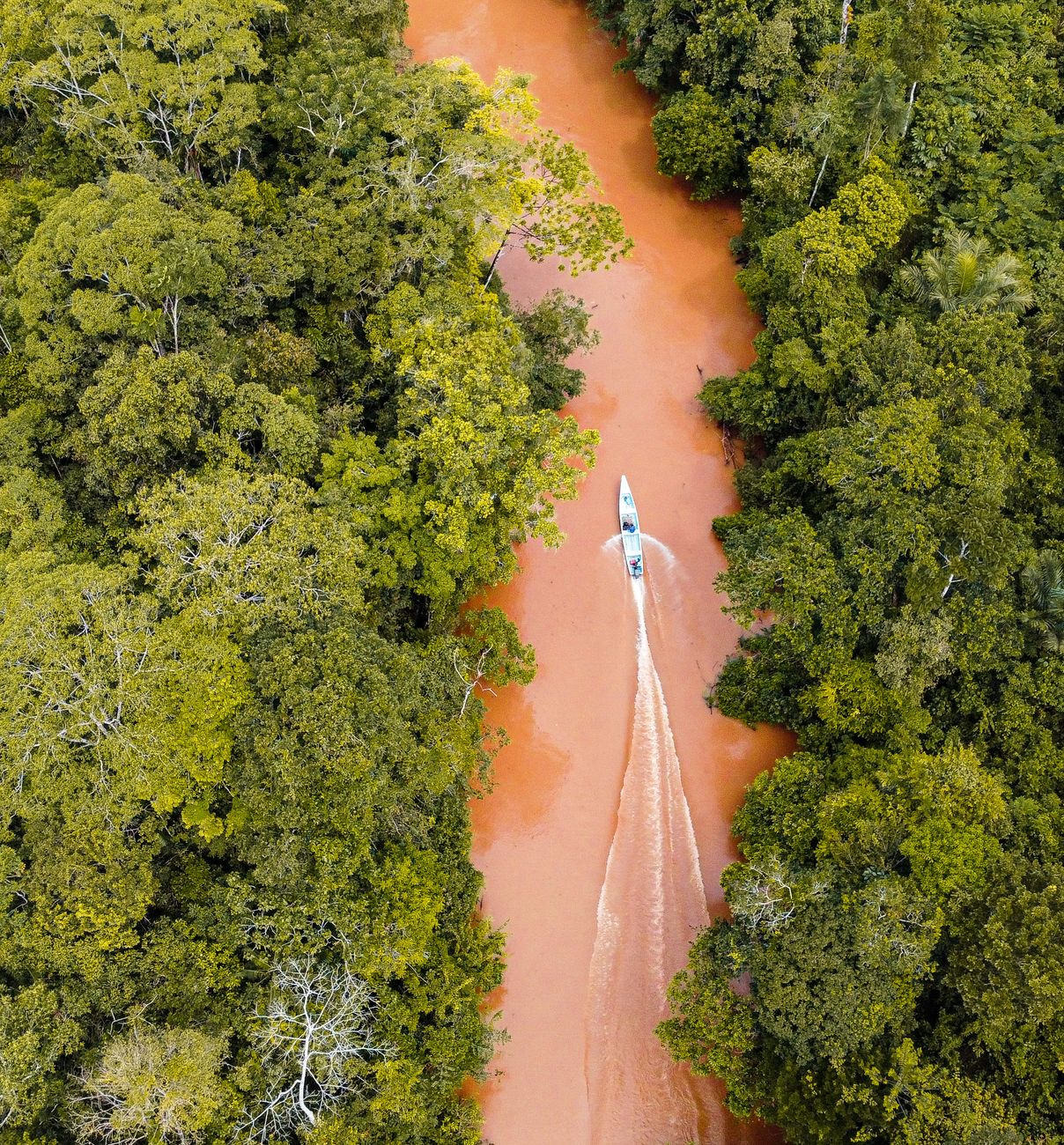Imersão na Floresta Amazônica