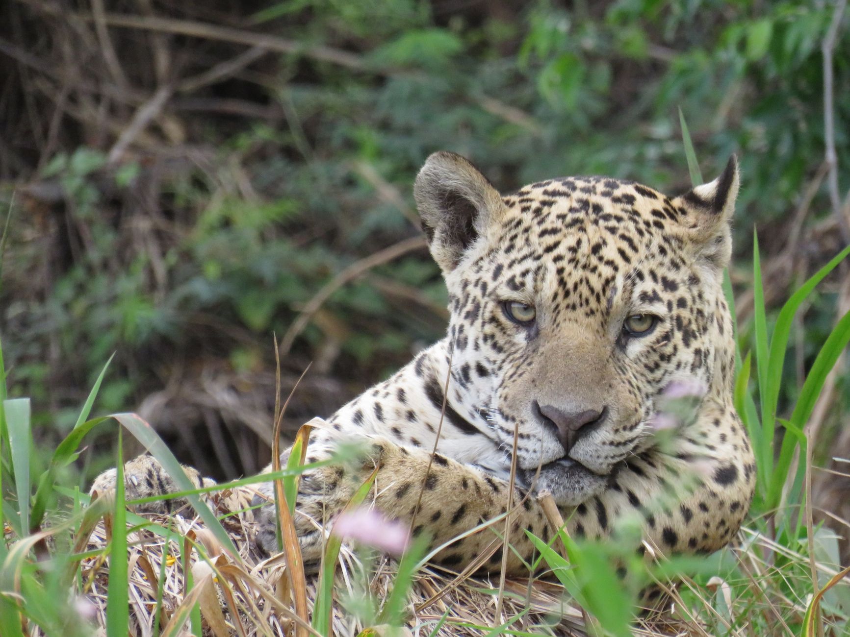 Safari fotográfico no Pantanal